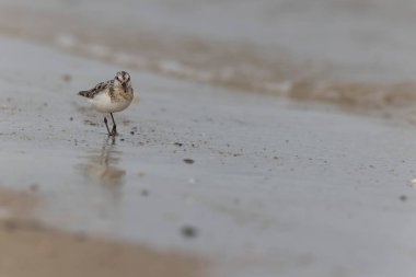 Shorebird Sanderling Calidris Alba Cotentin, Manche, Fransa 'da kumlu bir sahilde yiyecek arıyor.