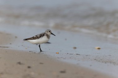 Shorebird Sanderling Calidris Alba Cotentin, Manche, Fransa 'da kumlu bir sahilde yiyecek arıyor.