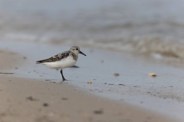 Shorebird Sanderling Calidris Alba Cotentin, Manche, Fransa 'da kumlu bir sahilde yiyecek arıyor.