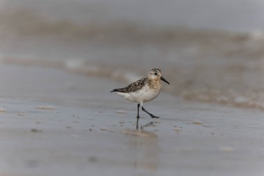 Shorebird Sanderling Calidris Alba Cotentin, Manche, Fransa 'da kumlu bir sahilde yiyecek arıyor.