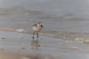 Shorebird Sanderling Calidris Alba Cotentin, Manche, Fransa 'da kumlu bir sahilde yiyecek arıyor.