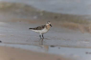 Shorebird Sanderling Calidris Alba Cotentin, Manche, Fransa 'da kumlu bir sahilde yiyecek arıyor.