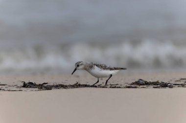 Shorebird Sanderling Calidris Alba Cotentin, Manche, Fransa 'da kumlu bir sahilde yiyecek arıyor.