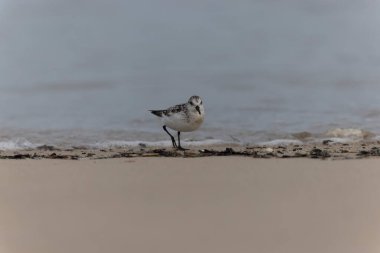 Shorebird Sanderling Calidris Alba Cotentin, Manche, Fransa 'da kumlu bir sahilde yiyecek arıyor.
