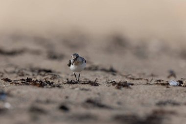 Shorebird Sanderling Calidris Alba Cotentin, Manche, Fransa 'da kumlu bir sahilde yiyecek arıyor.