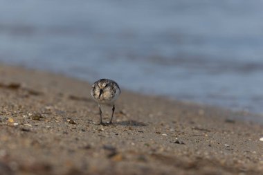 Shorebird Sanderling Calidris Alba Cotentin, Manche, Fransa 'da kumlu bir sahilde yiyecek arıyor.