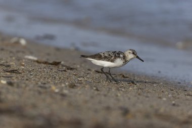 Shorebird Sanderling Calidris Alba Cotentin, Manche, Fransa 'da kumlu bir sahilde yiyecek arıyor.