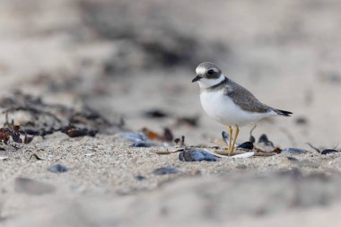 Normandiya 'da kumlu bir sahilde Plover Charadrius hiaticula