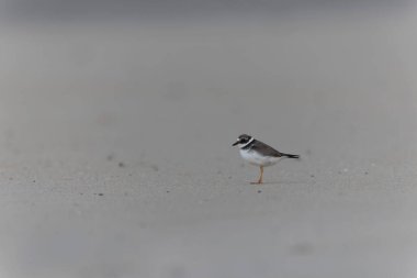 Normandiya 'da kumlu bir sahilde Plover Charadrius hiaticula
