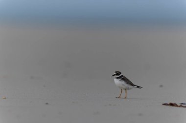 Normandiya 'da kumlu bir sahilde Plover Charadrius hiaticula