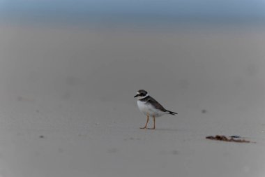 Normandiya 'da kumlu bir sahilde Plover Charadrius hiaticula