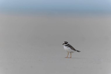 Normandiya 'da kumlu bir sahilde Plover Charadrius hiaticula