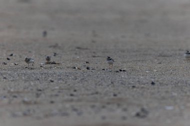 Normandiya 'da kumlu bir sahilde Plover Charadrius hiaticula