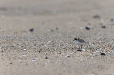 Normandiya 'da kumlu bir sahilde Plover Charadrius hiaticula
