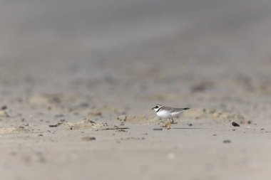 Normandiya 'da kumlu bir sahilde Plover Charadrius hiaticula