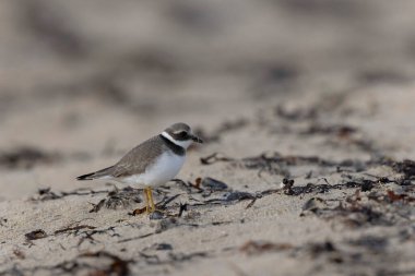 Normandiya 'da kumlu bir sahilde Plover Charadrius hiaticula