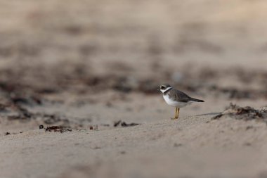 Normandiya 'da kumlu bir sahilde Plover Charadrius hiaticula