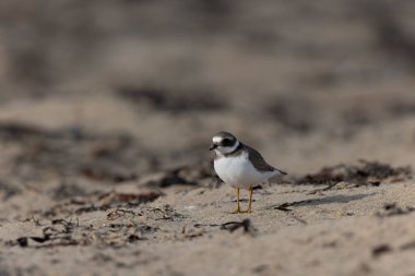Normandiya 'da kumlu bir sahilde Plover Charadrius hiaticula