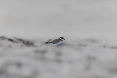 Normandiya 'da kumlu bir sahilde Plover Charadrius hiaticula