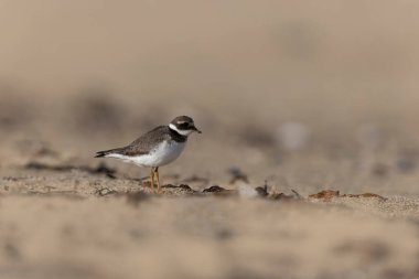 Normandiya 'da kumlu bir sahilde Plover Charadrius hiaticula