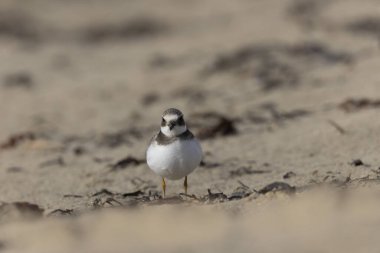 Normandiya 'da kumlu bir sahilde Plover Charadrius hiaticula