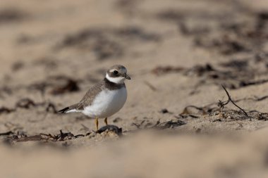 Normandiya 'da kumlu bir sahilde Plover Charadrius hiaticula