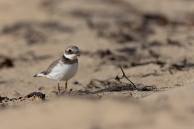 Normandiya 'da kumlu bir sahilde Plover Charadrius hiaticula