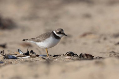 Normandiya 'da kumlu bir sahilde Plover Charadrius hiaticula