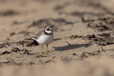Normandiya 'da kumlu bir sahilde Plover Charadrius hiaticula