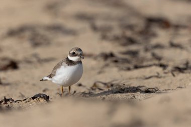 Normandiya 'da kumlu bir sahilde Plover Charadrius hiaticula