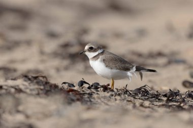 Normandiya 'da kumlu bir sahilde Plover Charadrius hiaticula