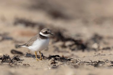 Normandiya 'da kumlu bir sahilde Plover Charadrius hiaticula