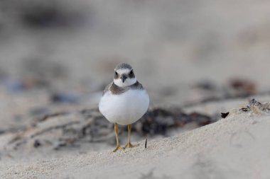 Normandiya 'da kumlu bir sahilde Plover Charadrius hiaticula