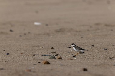 Normandiya 'da kumlu bir sahilde Plover Charadrius hiaticula