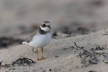 Normandiya 'da kumlu bir sahilde Plover Charadrius hiaticula
