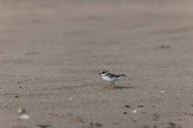 Normandiya 'da kumlu bir sahilde Plover Charadrius hiaticula