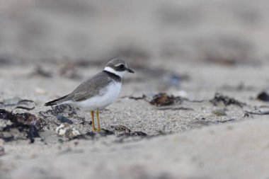 Normandiya 'da kumlu bir sahilde Plover Charadrius hiaticula
