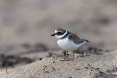 Normandiya 'da kumlu bir sahilde Plover Charadrius hiaticula
