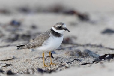 Normandiya 'da kumlu bir sahilde Plover Charadrius hiaticula