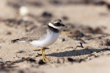 Normandiya 'da kumlu bir sahilde Plover Charadrius hiaticula