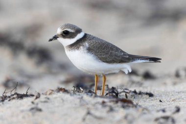 Normandiya 'da kumlu bir sahilde Plover Charadrius hiaticula