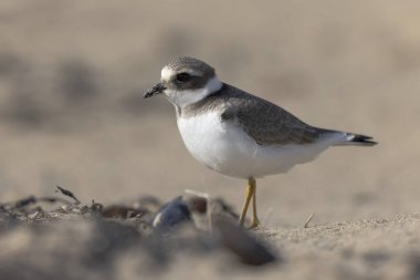 Normandiya 'da kumlu bir sahilde Plover Charadrius hiaticula