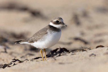 Normandiya 'da kumlu bir sahilde Plover Charadrius hiaticula