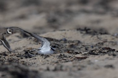 Normandiya 'da kumlu bir sahilde Plover Charadrius hiaticula