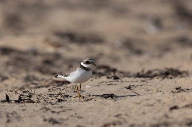 Normandiya 'da kumlu bir sahilde Plover Charadrius hiaticula