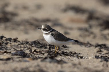 Normandiya 'da kumlu bir sahilde Plover Charadrius hiaticula