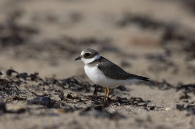 Normandiya 'da kumlu bir sahilde Plover Charadrius hiaticula