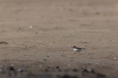 Normandiya 'da kumlu bir sahilde Plover Charadrius hiaticula