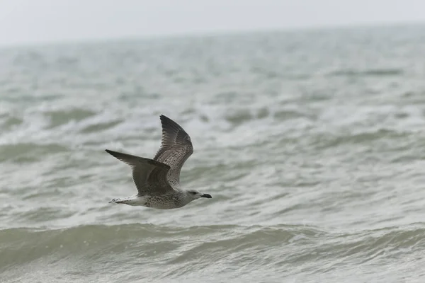 Arenque Gull Larus Argentatus Vista Próxima Costa Normandia — Fotografia de Stock
