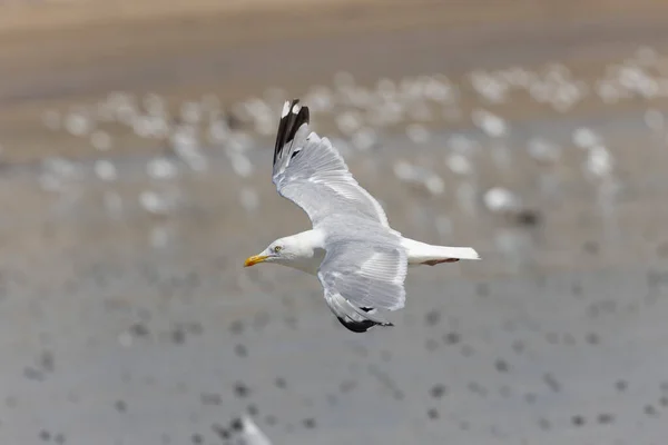 Arenque Gull Larus Argentatus Vista Próxima Costa Normandia — Fotografia de Stock